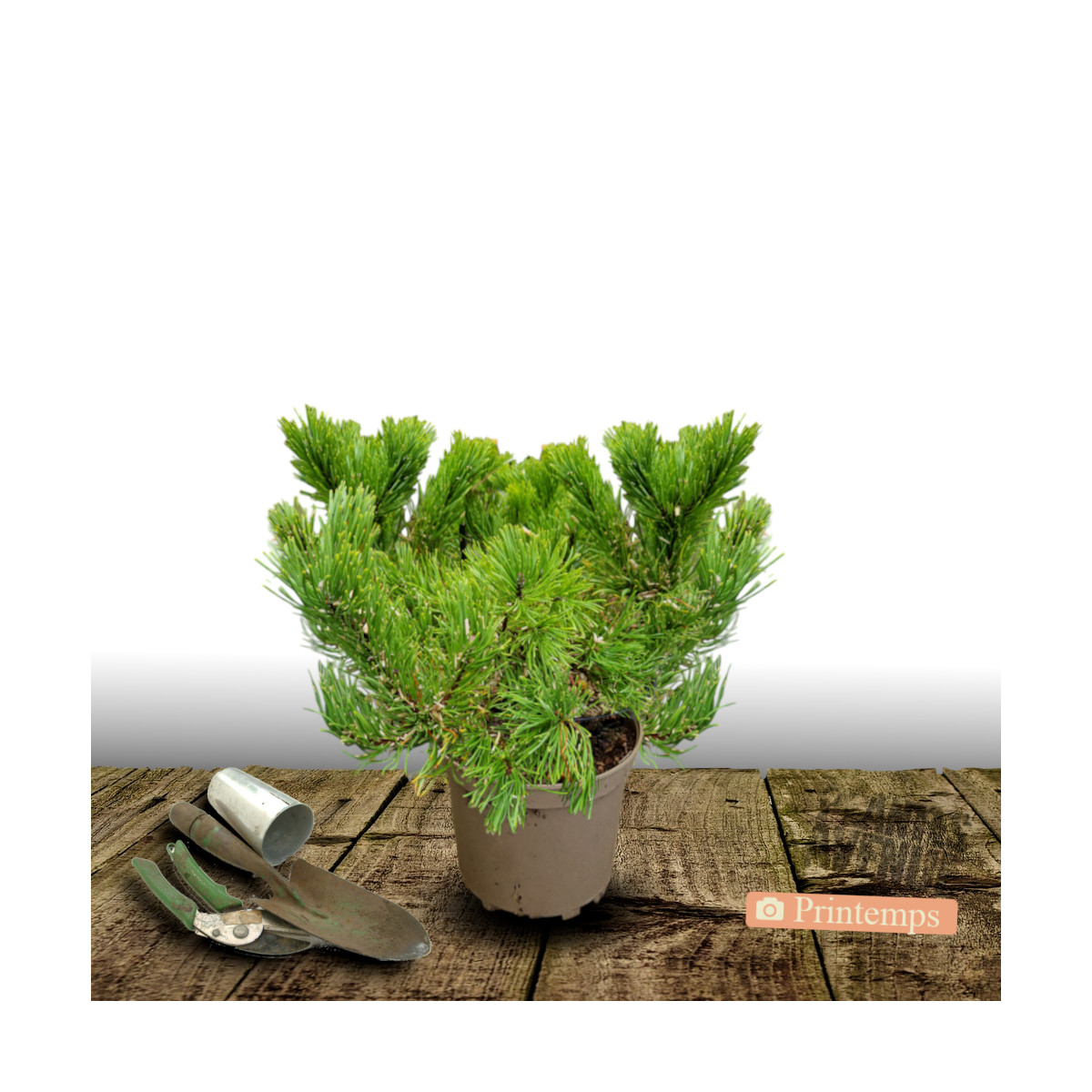 Pin noir BAMBINO® 'Gaëlle Bregeon', Pinus