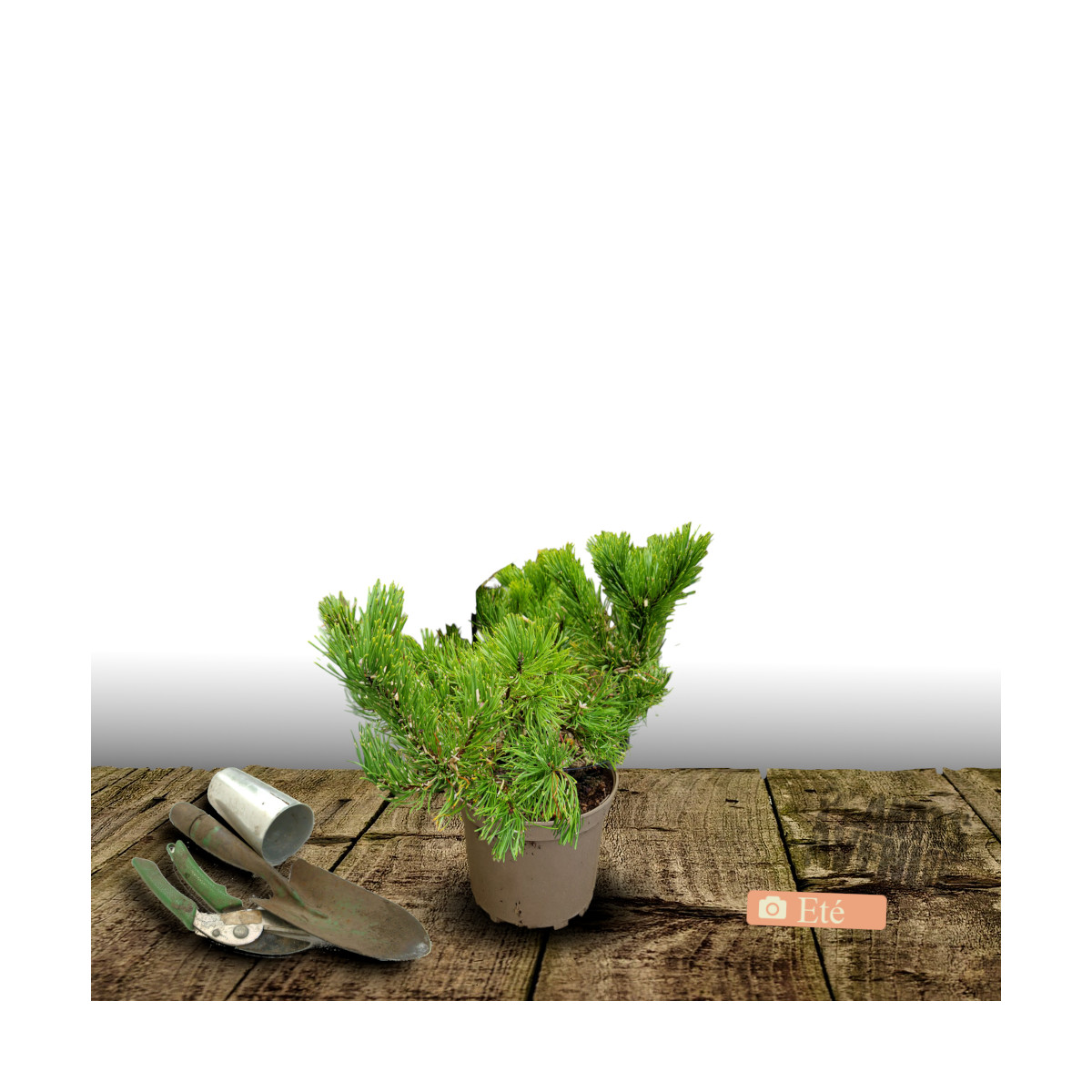 Pin noir BAMBINO® 'Gaëlle Bregeon', Pinus
