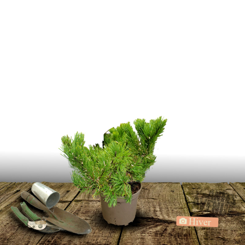 Pin noir BAMBINO® 'Gaëlle Bregeon', Pinus