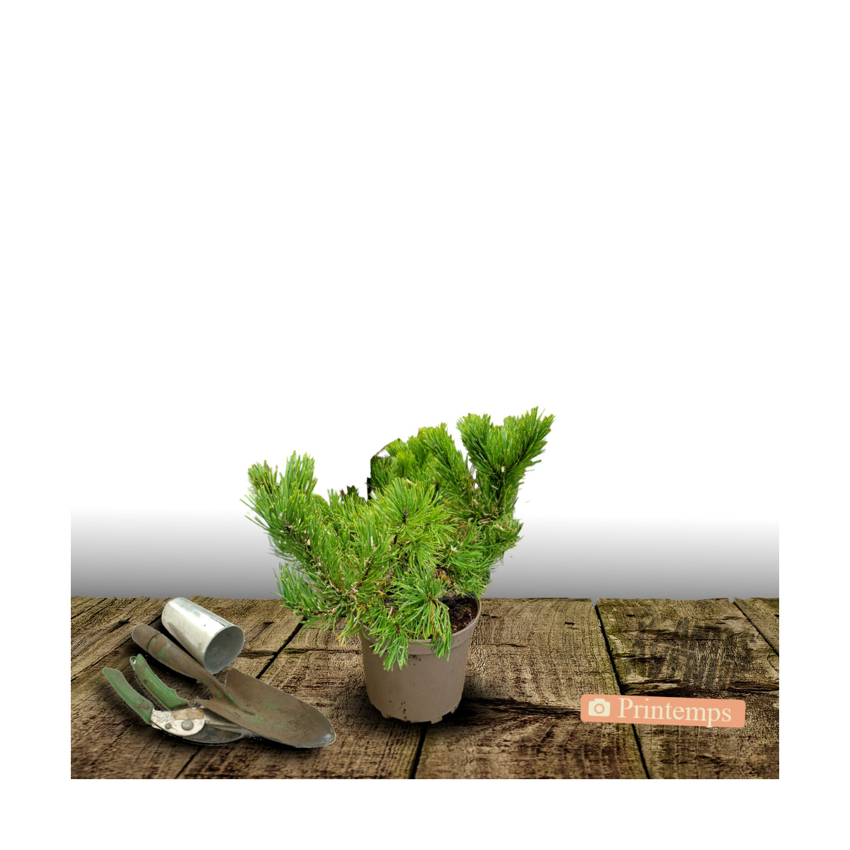 Pin noir BAMBINO® 'Gaëlle Bregeon', Pinus