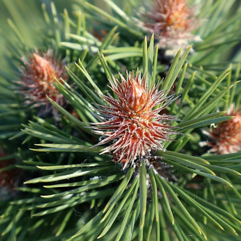 Pin noir BAMBINO® 'Gaëlle Bregeon', Pinus