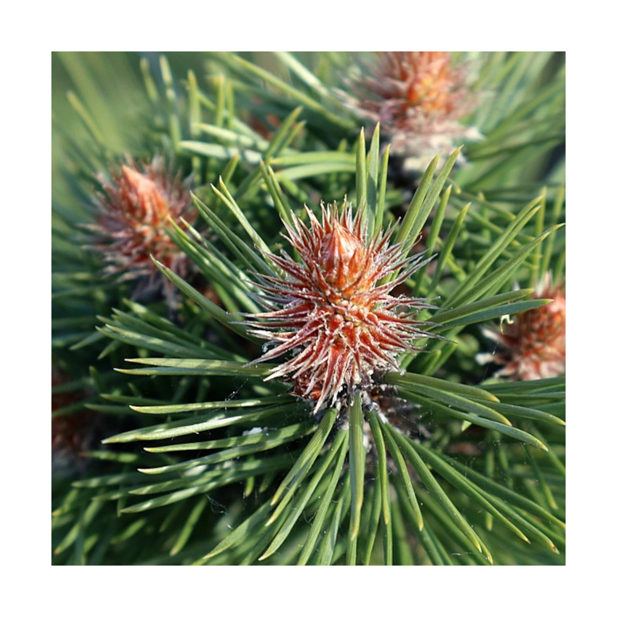 Pin noir BAMBINO® 'Gaëlle Bregeon', Pinus