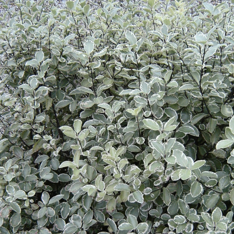 Pittosporum Silver Ball, Pittospore