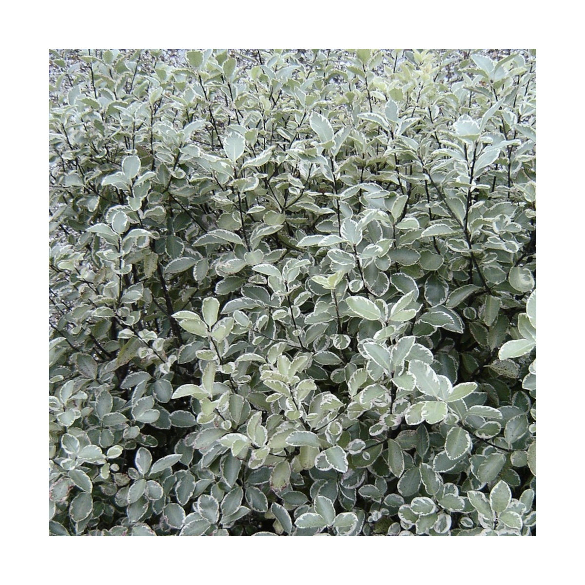 Pittosporum Silver Ball, Pittospore