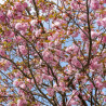 Cerisier du Japon Autumnalis Rosea, Cerisier à fleurs