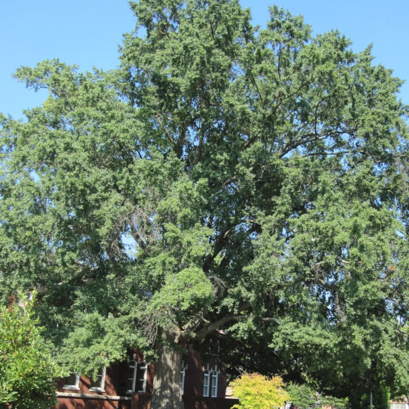 Chêne à feuilles de saule, Quercus phellos