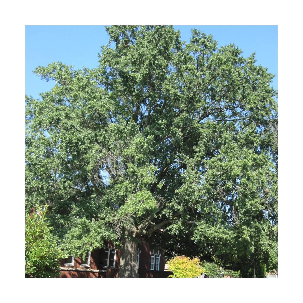 Chêne à feuilles de saule, Quercus phellos