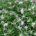 Daphne Pink Eternal Fragance® 'Blapink'