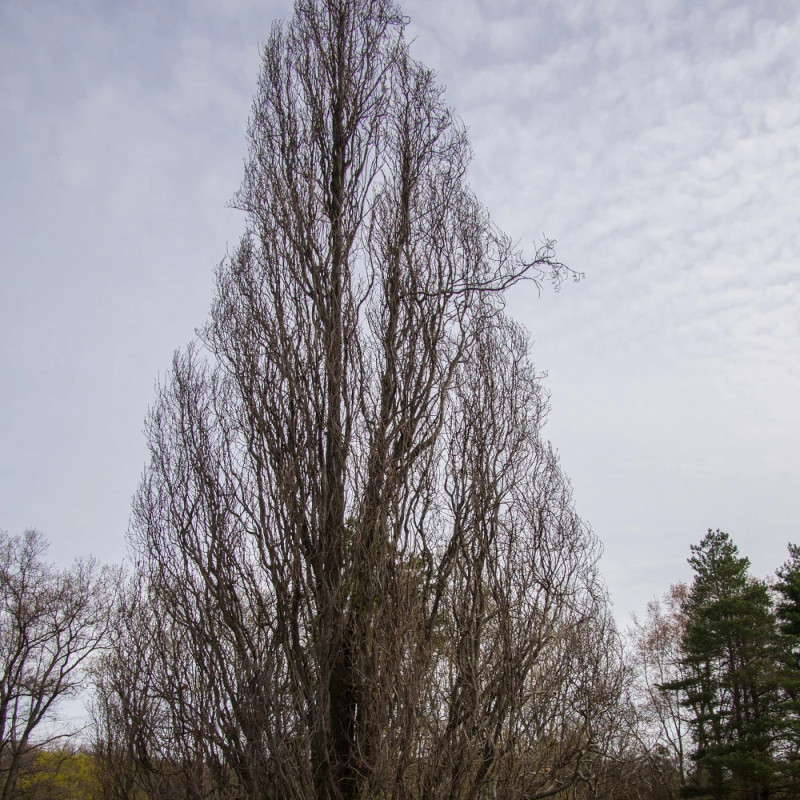 Chêne pédonculé fastigié Koster, Quercus robur