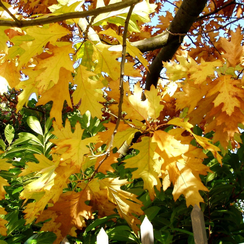 Chêne rouge d'Amérique Boltes Gold, Quercus rubra