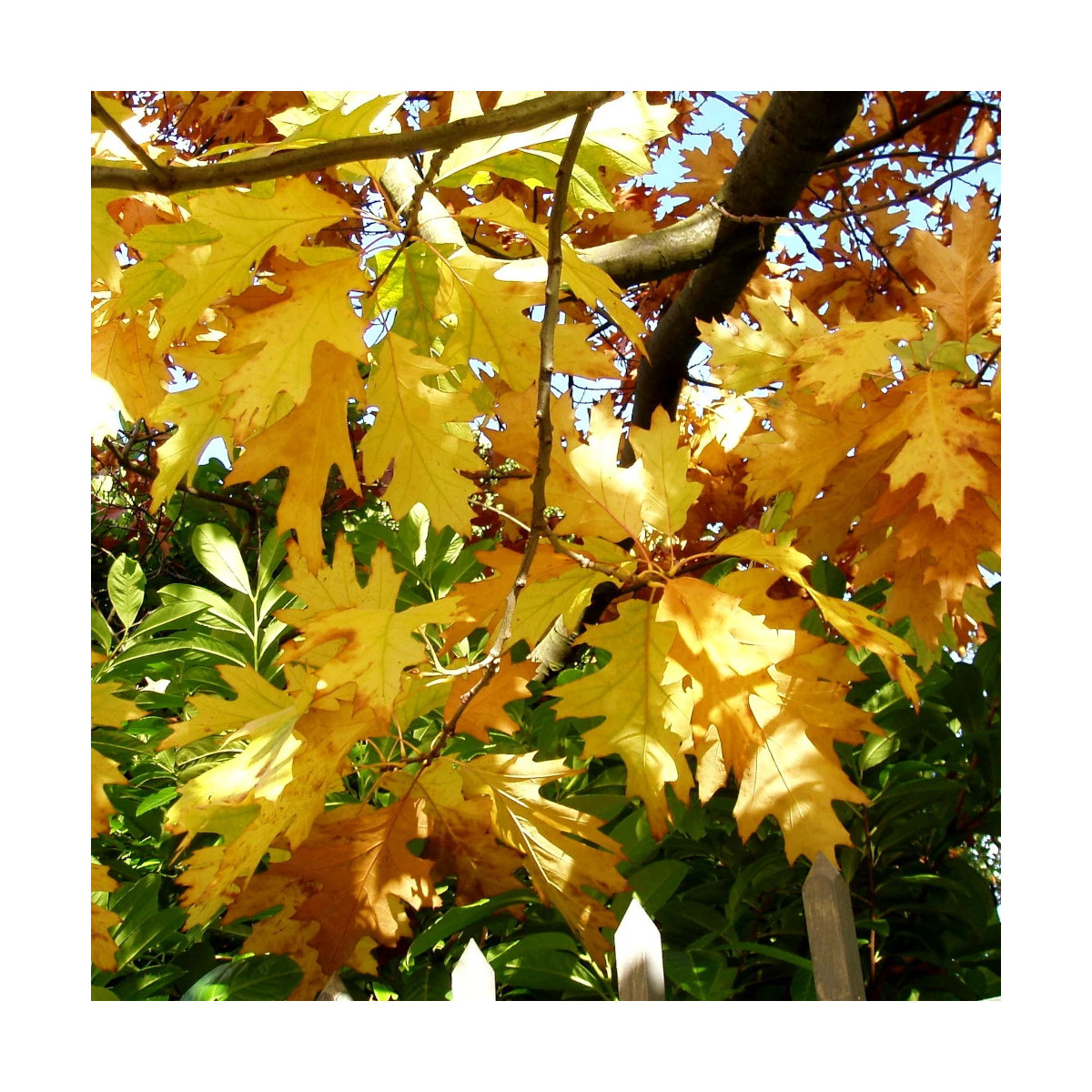Chêne rouge d'Amérique Boltes Gold, Quercus rubra