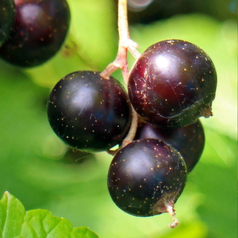 Cassis Perles d´Auvergne® 'Delcaresnoi'