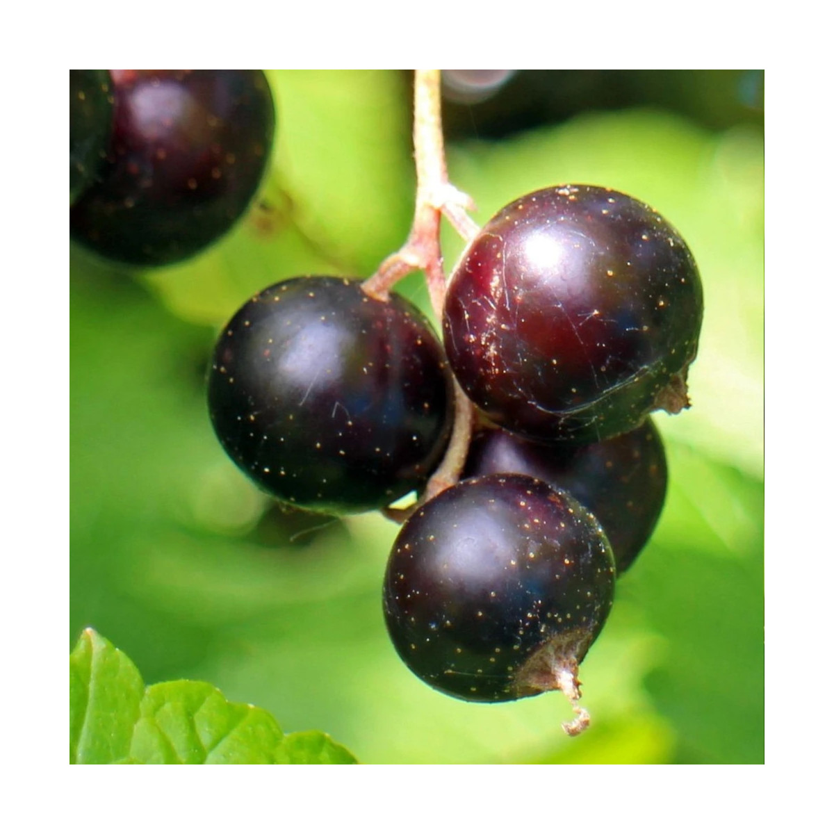 Cassis Perles d´Auvergne® 'Delcaresnoi'