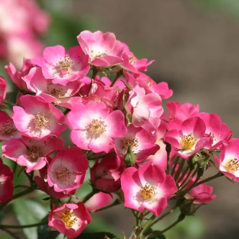 Rosier Rosanatura® Bicolore 'Vissegam'