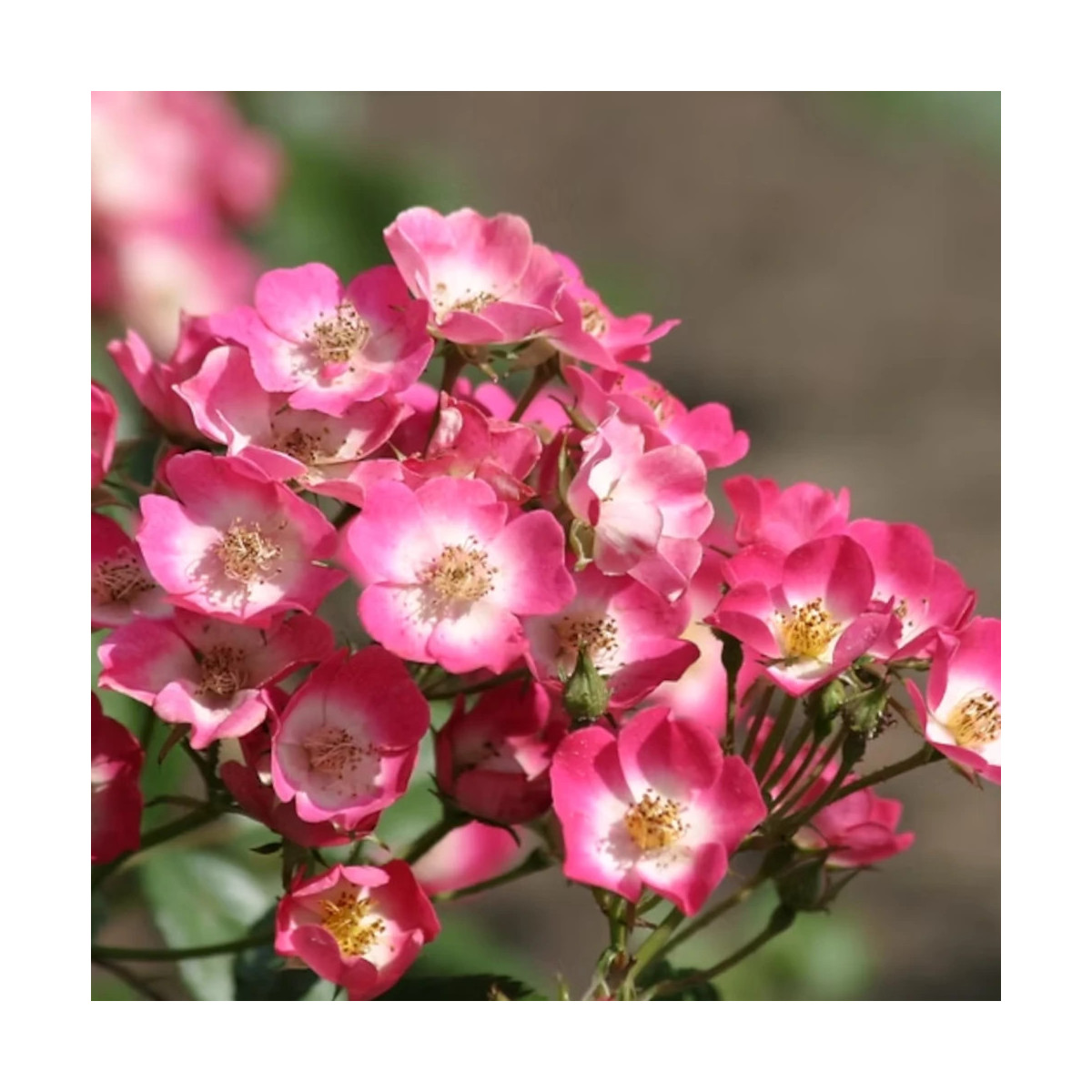 Rosier Rosanatura® Bicolore 'Vissegam' Rosier Rosanatura® Bicolore 'Vissegam'