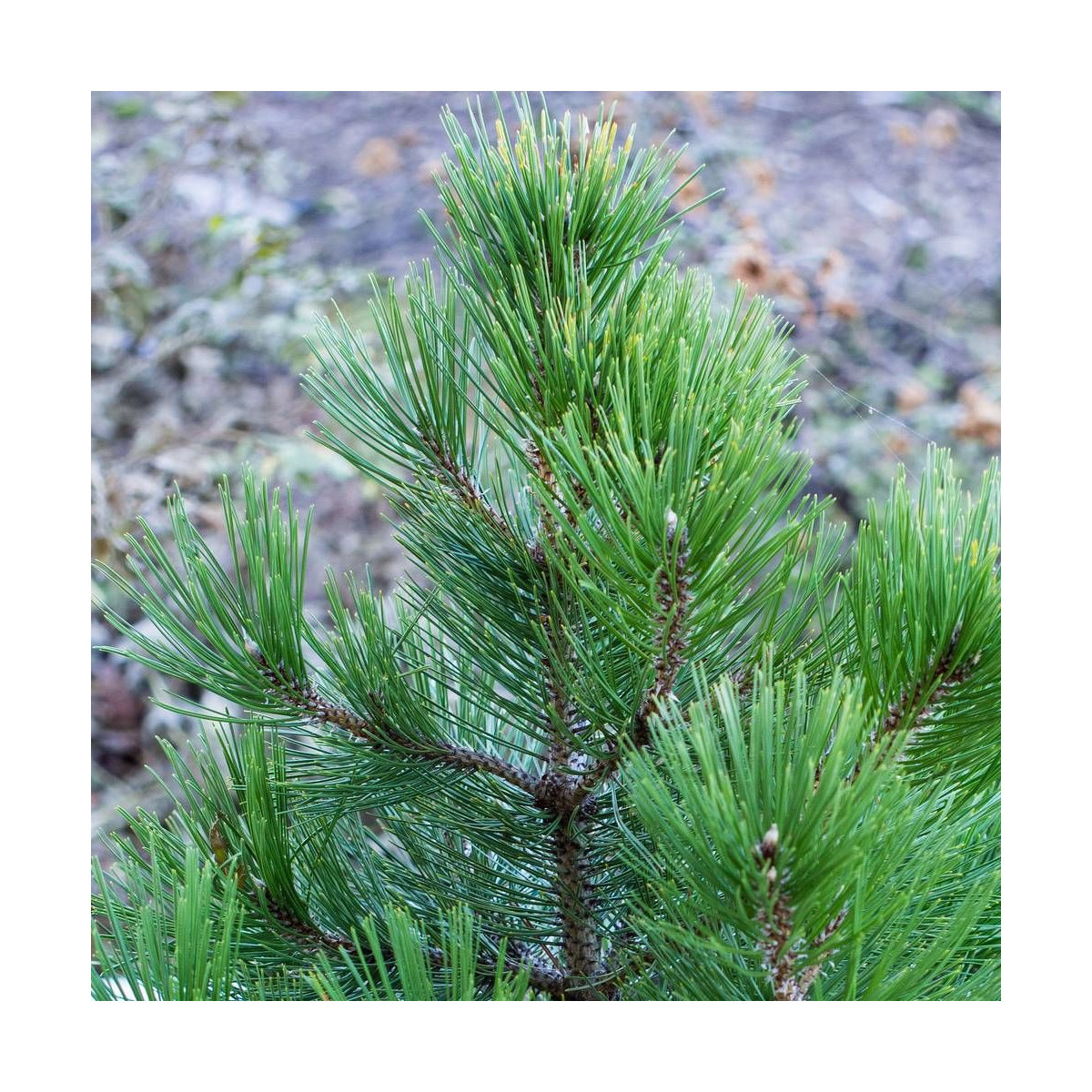 Pin de Bosnie leucodermis Compact Gem Pin de Bosnie leucodermis Compact Gem