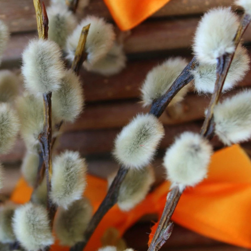 Saule marsault pleureur Curly Locks, Salix