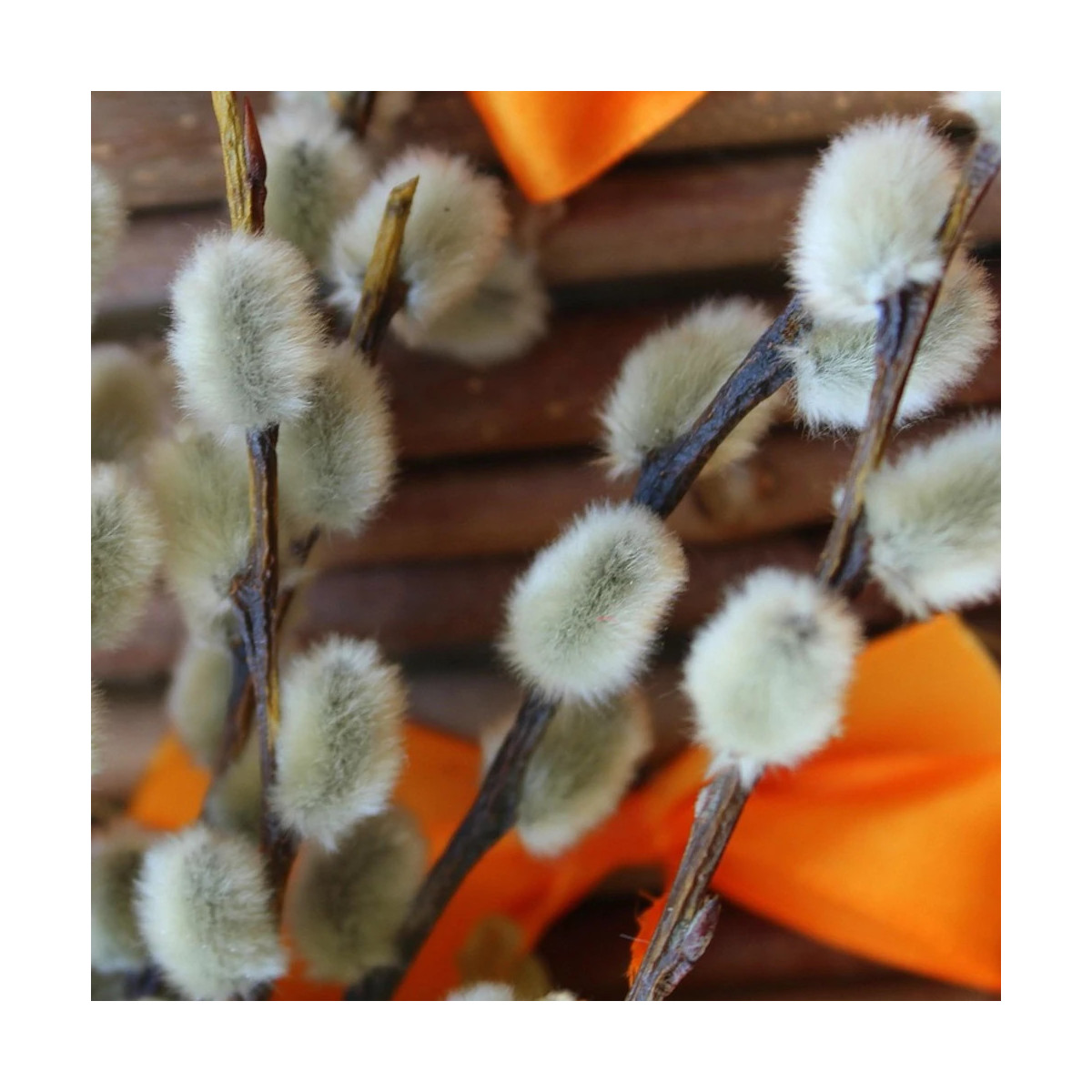 Saule marsault pleureur Curly Locks, Salix