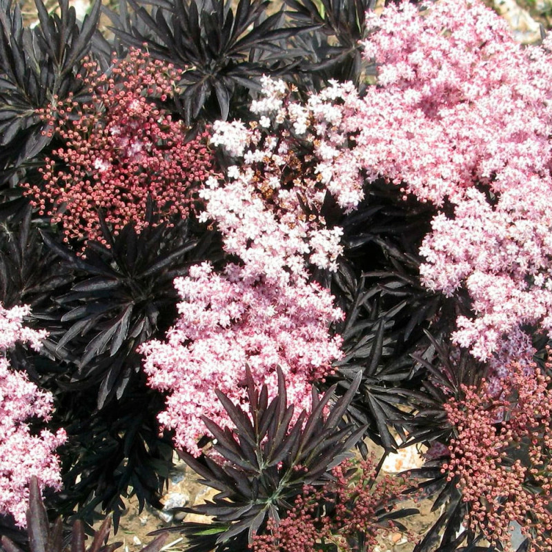Sureau noir Laced Up® 'SNR 1292', Sambucus