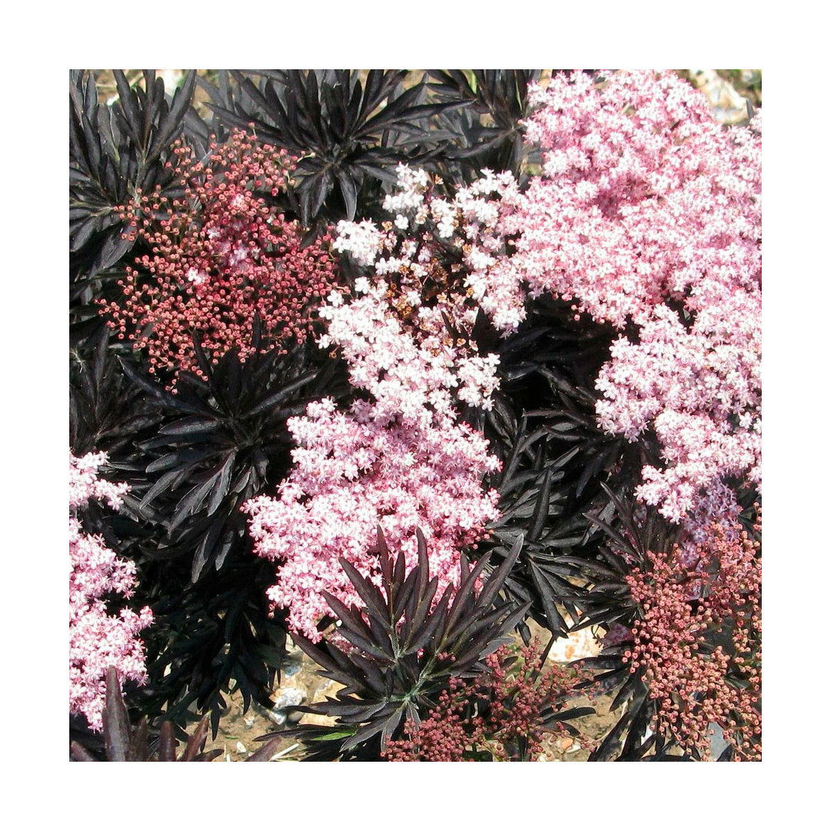 Sureau noir Laced Up® 'SNR 1292', Sambucus Sureau noir Laced Up® 'SNR 1292', Sambucus