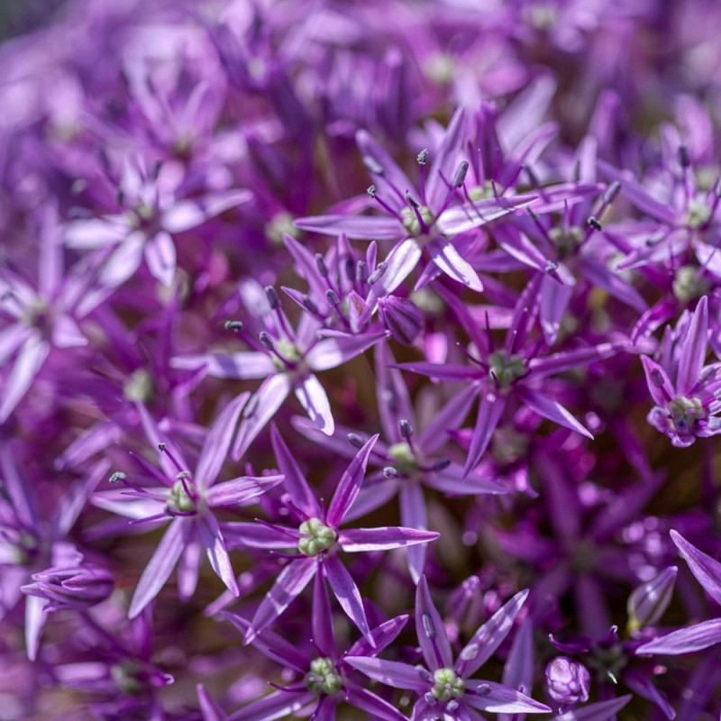 Bulbe d'Ail d'ornement Jackpot Violet