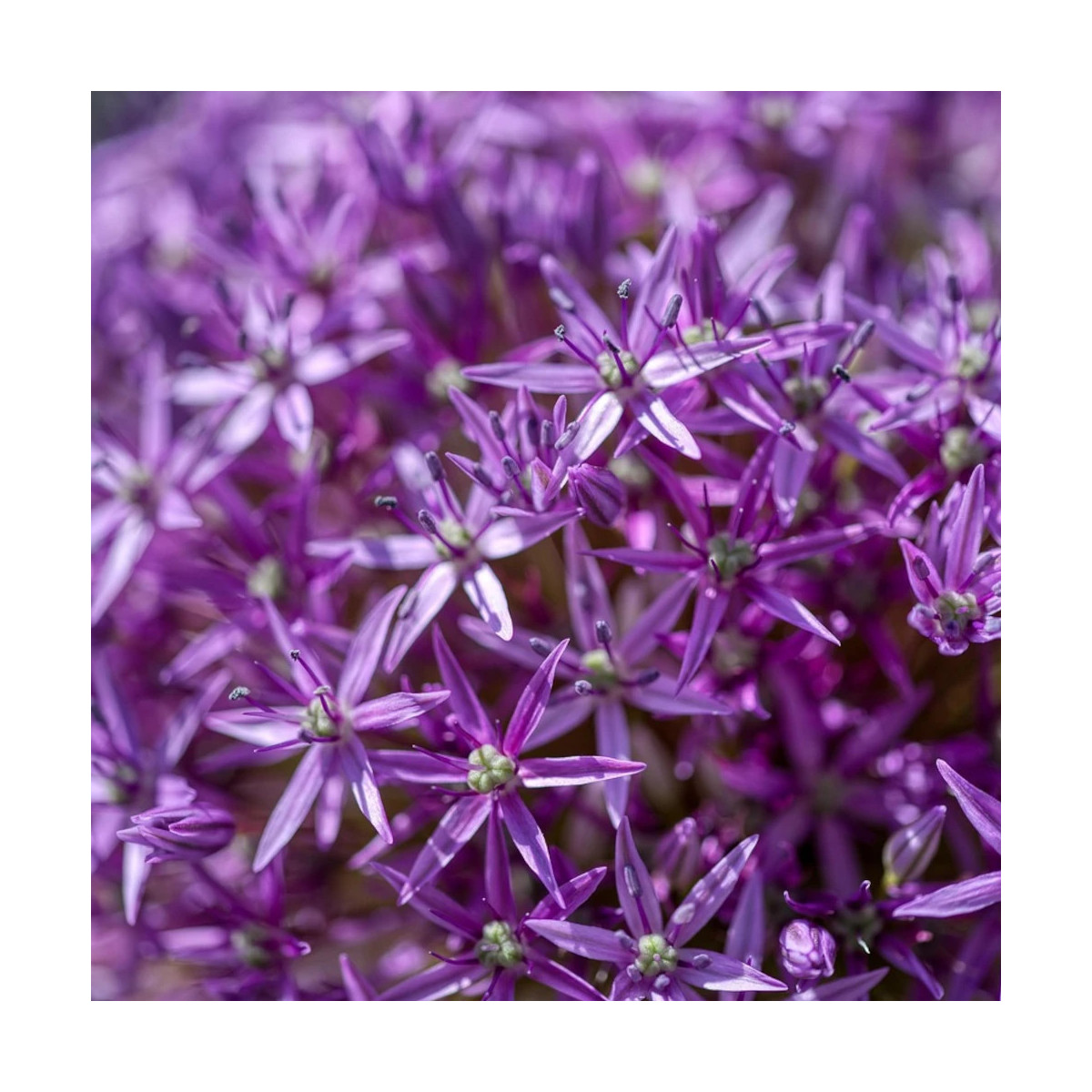 Bulbe d'Ail d'ornement Jackpot Violet