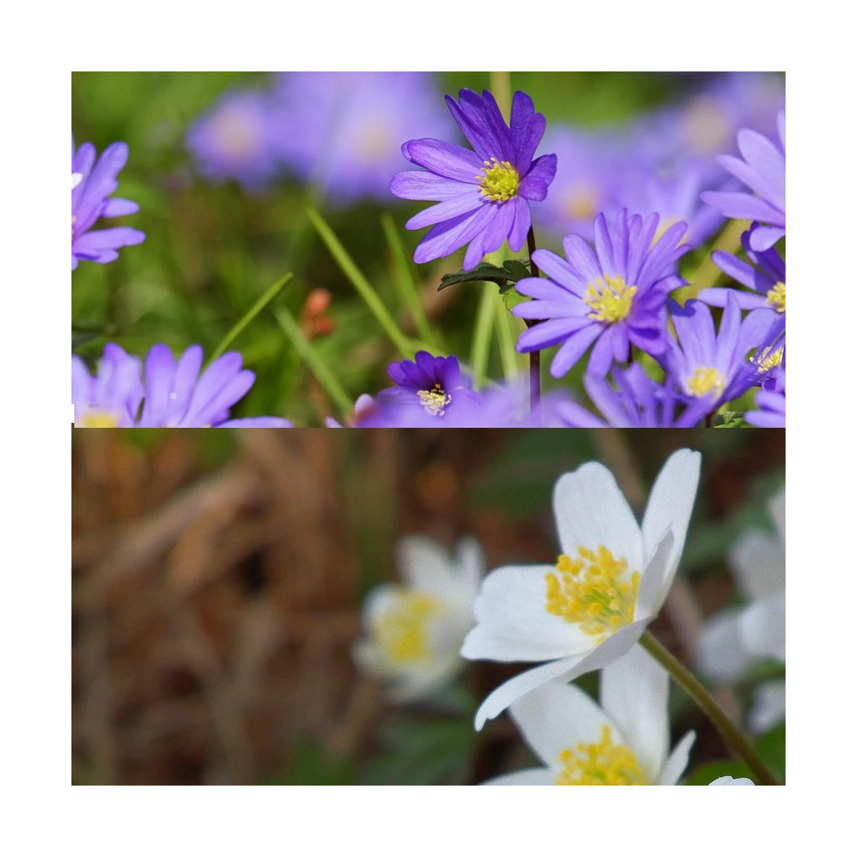 Bulbe d'Anémones blanda Bleue et blanche