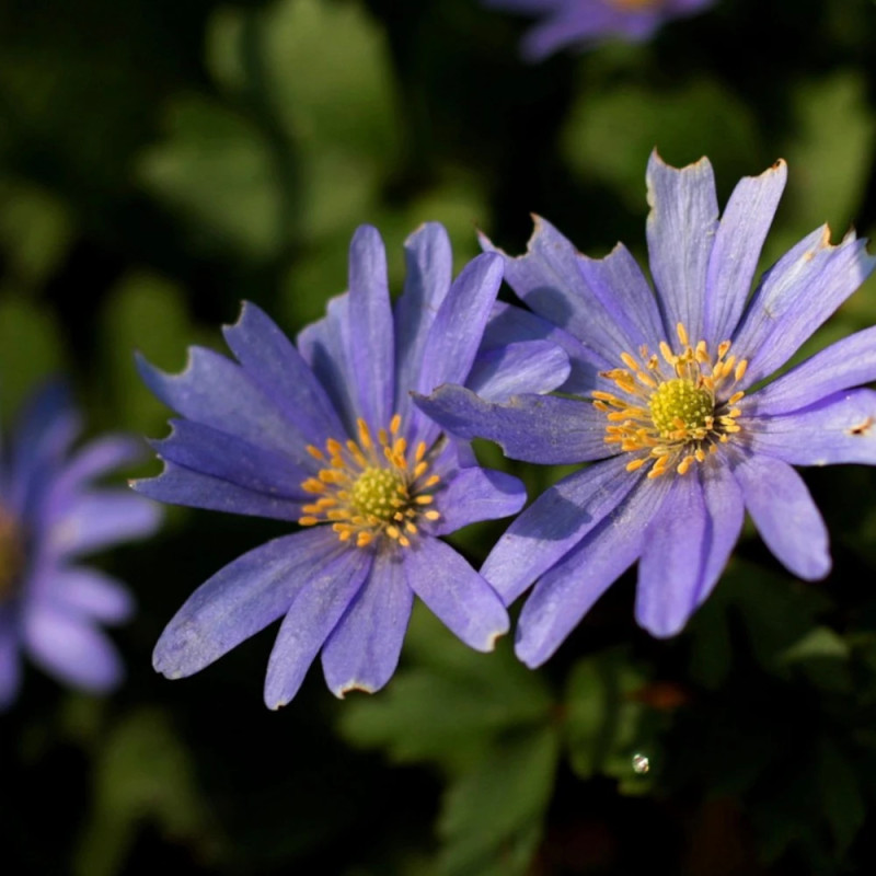 Bulbe d'Anémones blanda	Blue Shade