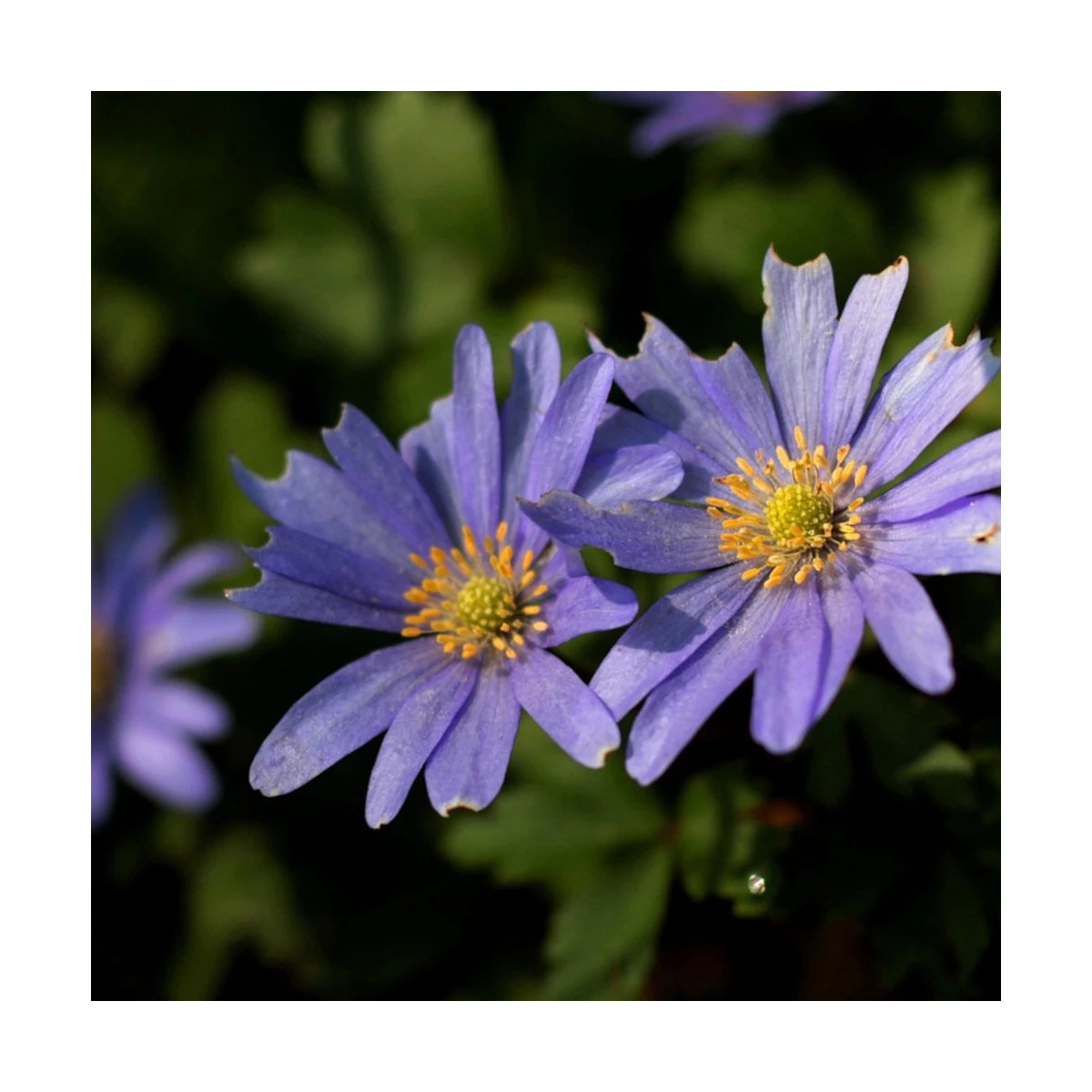 Bulbe d'Anémones blanda Blue Shade Bulbe d'Anémones blanda Blue Shade