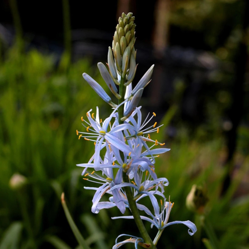 Bulbe de Camassia leichtlinii Caerulea