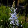 Bulbe de Camassia leichtlinii Caerulea