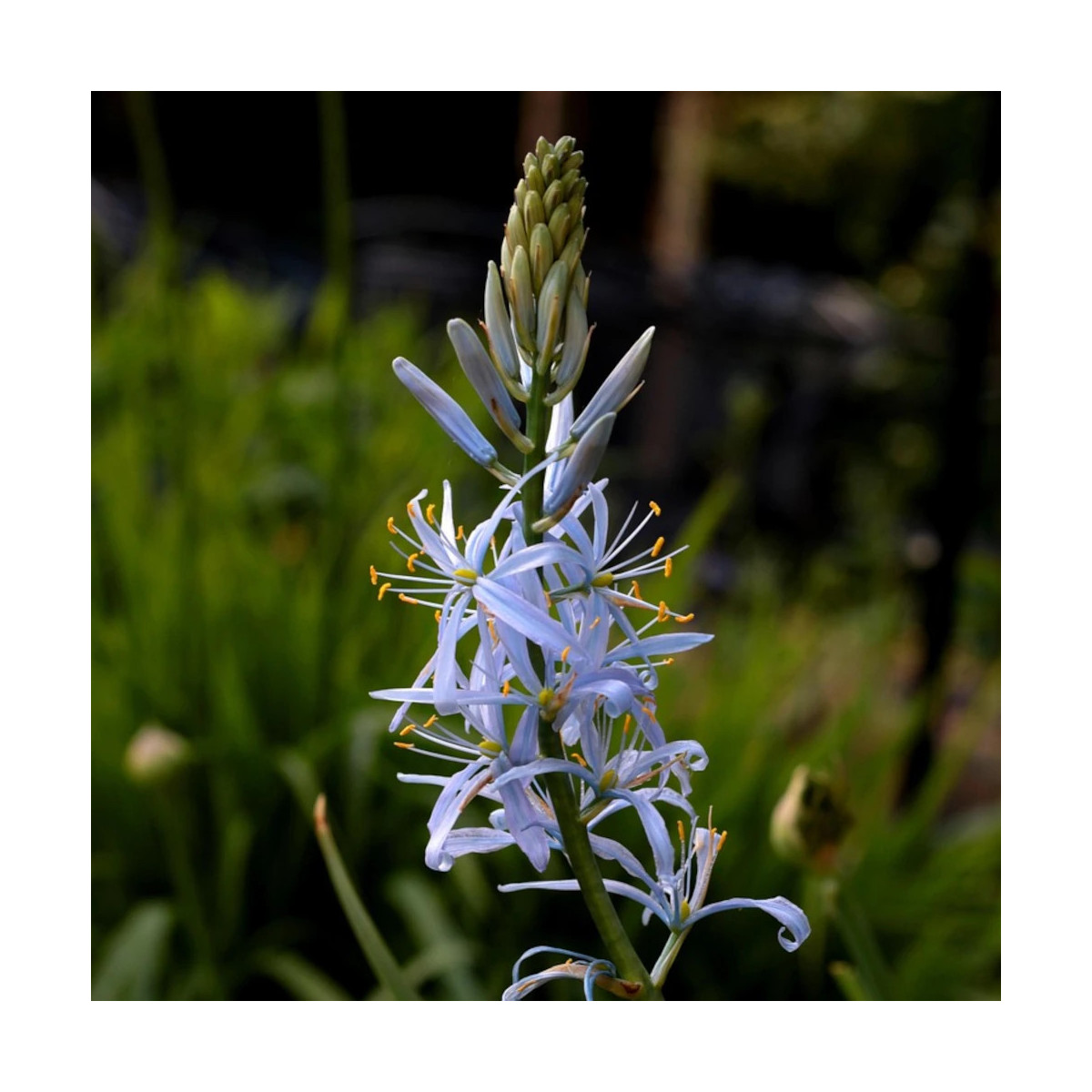 Bulbe de Camassia leichtlinii Caerulea