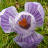 Bulbe de Crocus à grands fleurs Roi des striés