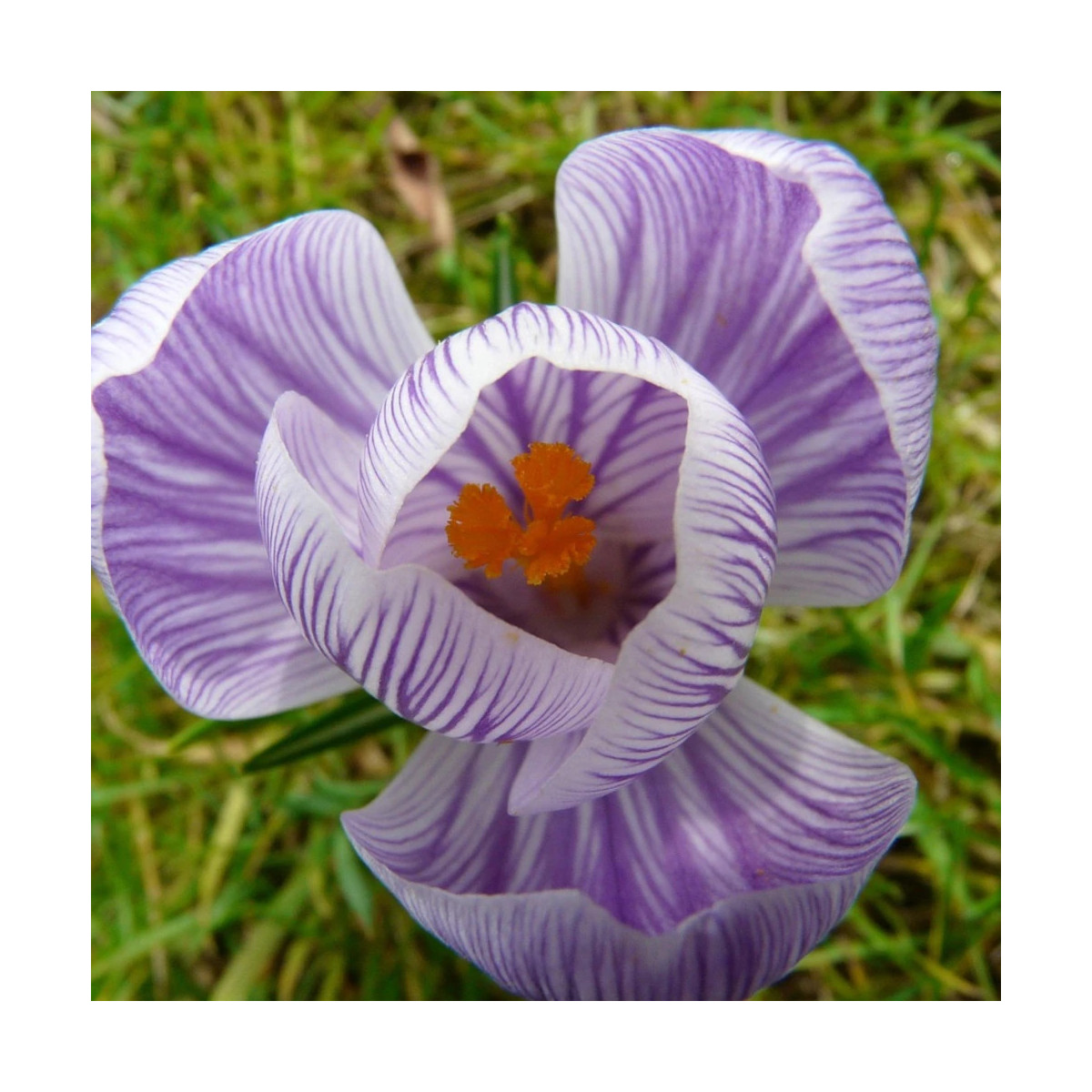 Bulbe de Crocus à grands fleurs roi des striés Bulbe de Crocus à grands fleurs roi des striés