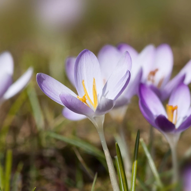 Bulbe de Crocus chrysanthus Prins Claus
