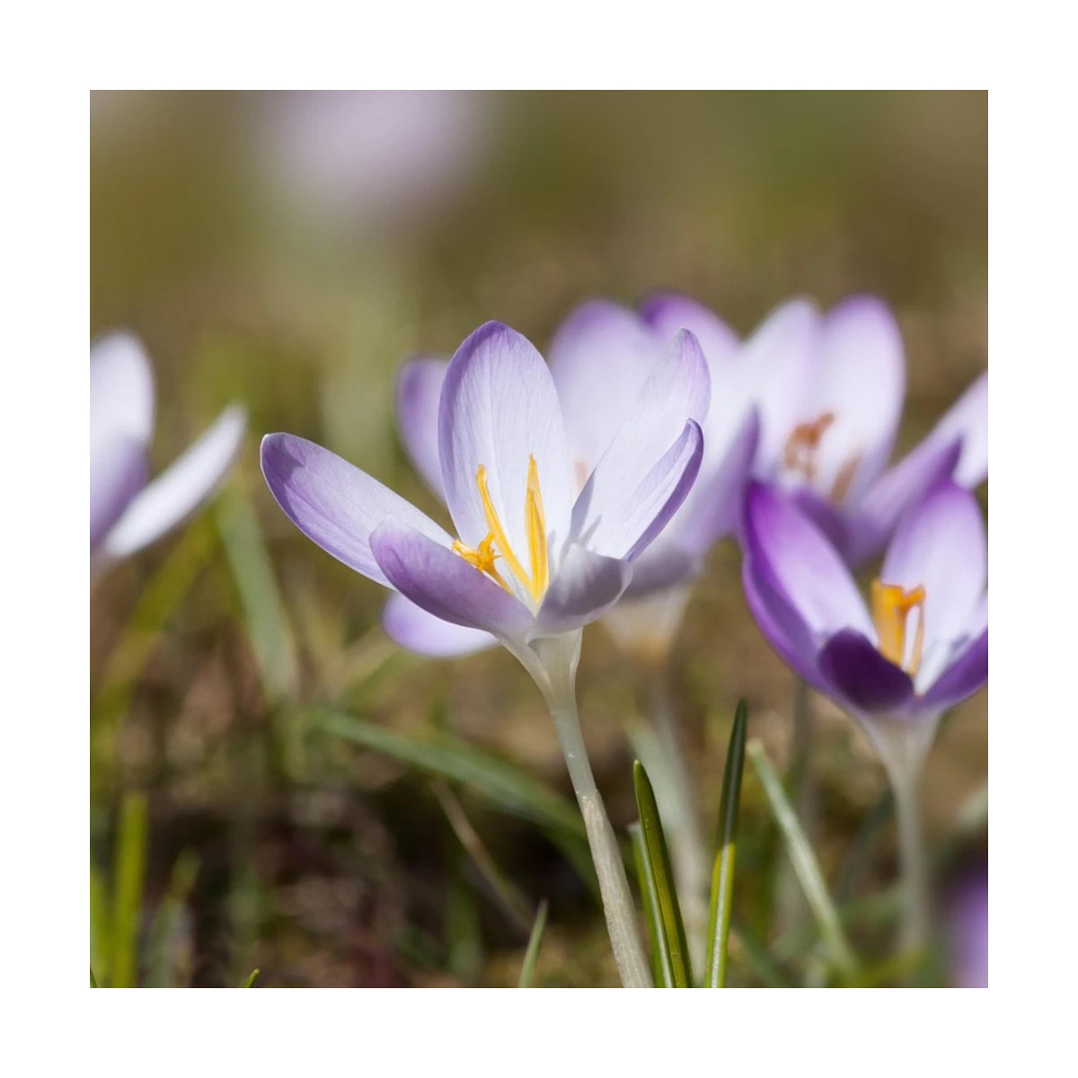 Bulbe de Crocus chrysanthus Prins Claus Bulbe de Crocus chrysanthus Prins Claus