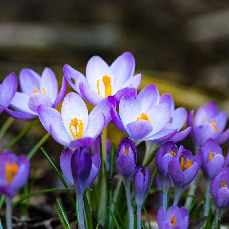 Bulbe de Crocus chrysanthus Varié