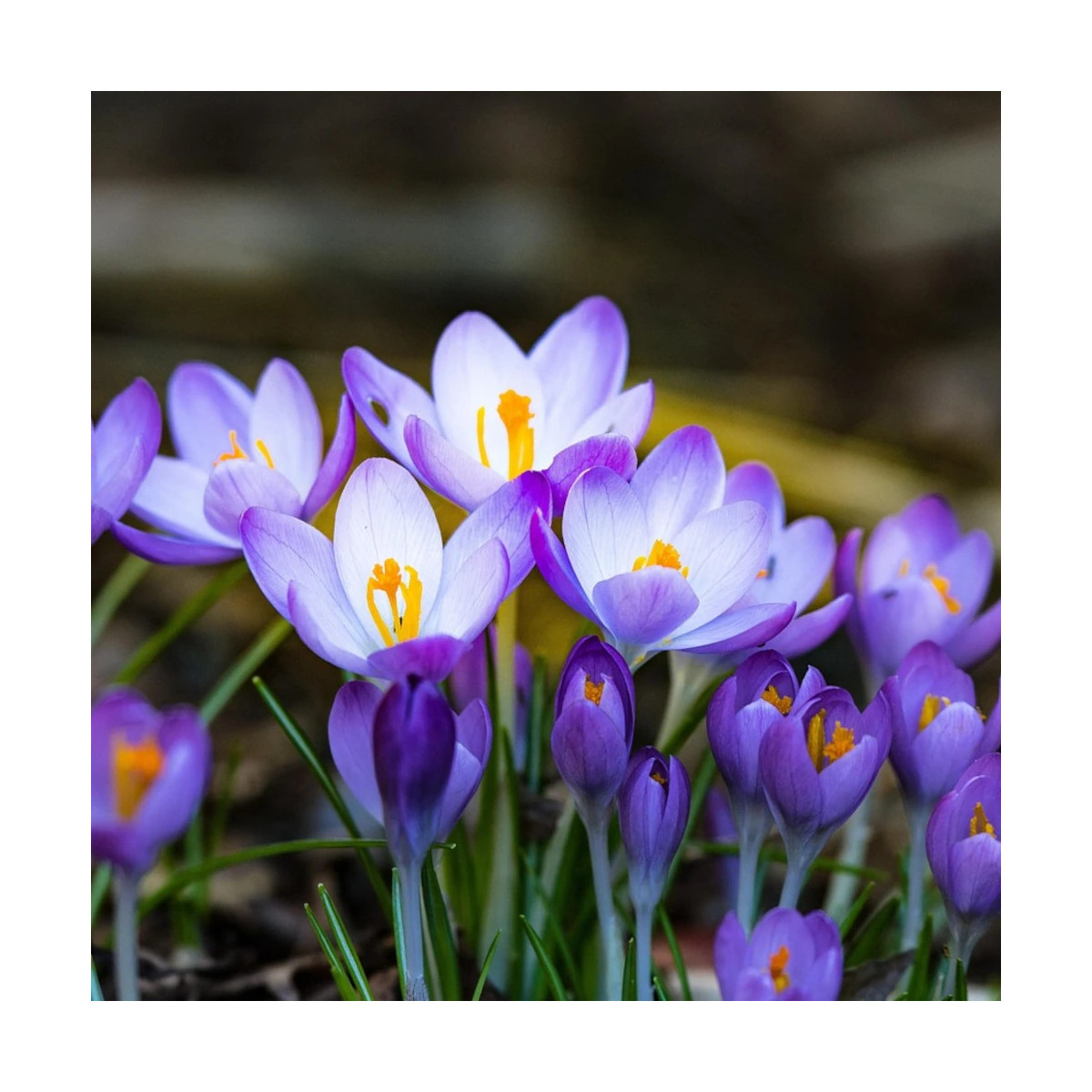 Bulbe de Crocus chrysanthus Varié Bulbe de Crocus chrysanthus Varié
