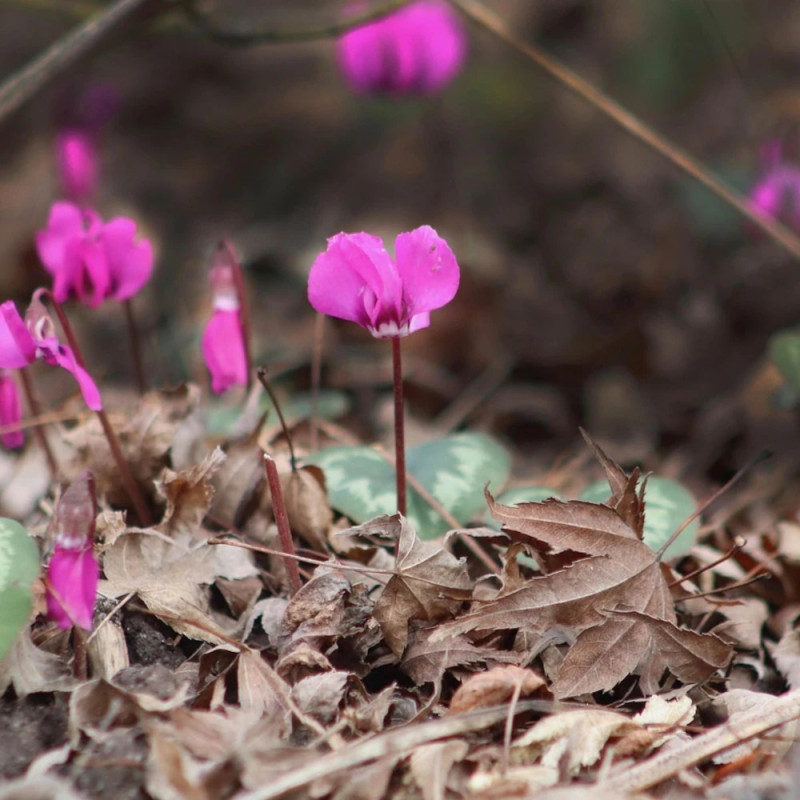 Bulbe de Cyclamen coum