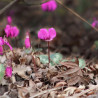 Bulbe de Cyclamen coum