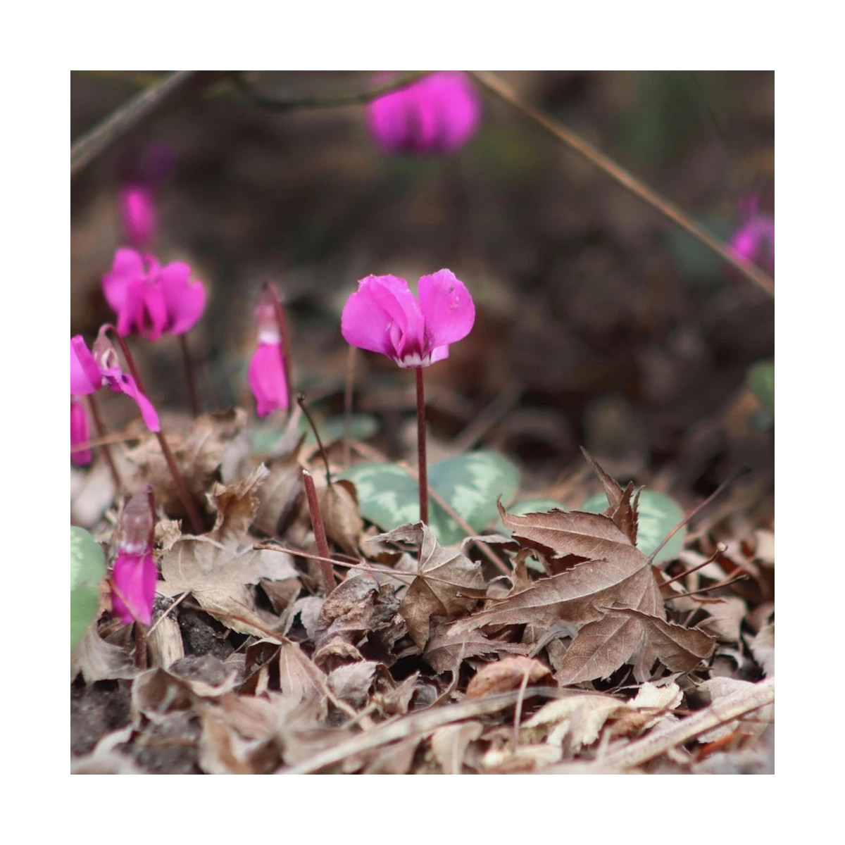 Bulbe de Cyclamen coum Bulbe de Cyclamen coum