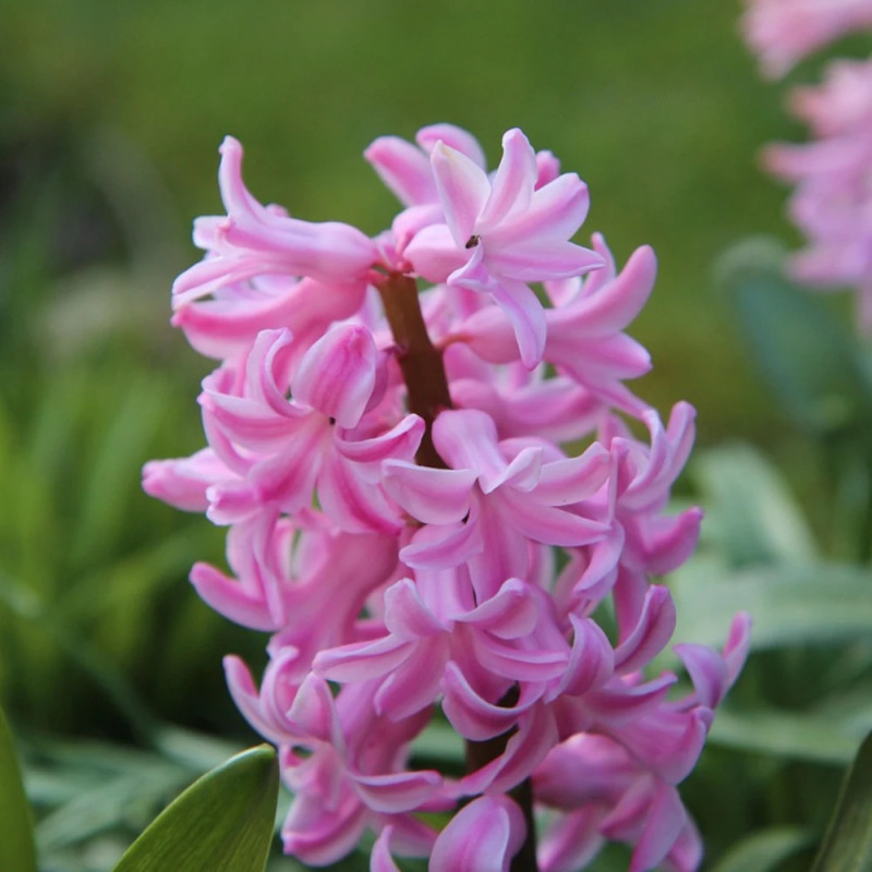 Bulbe de Jacinthe Pink Pearl
