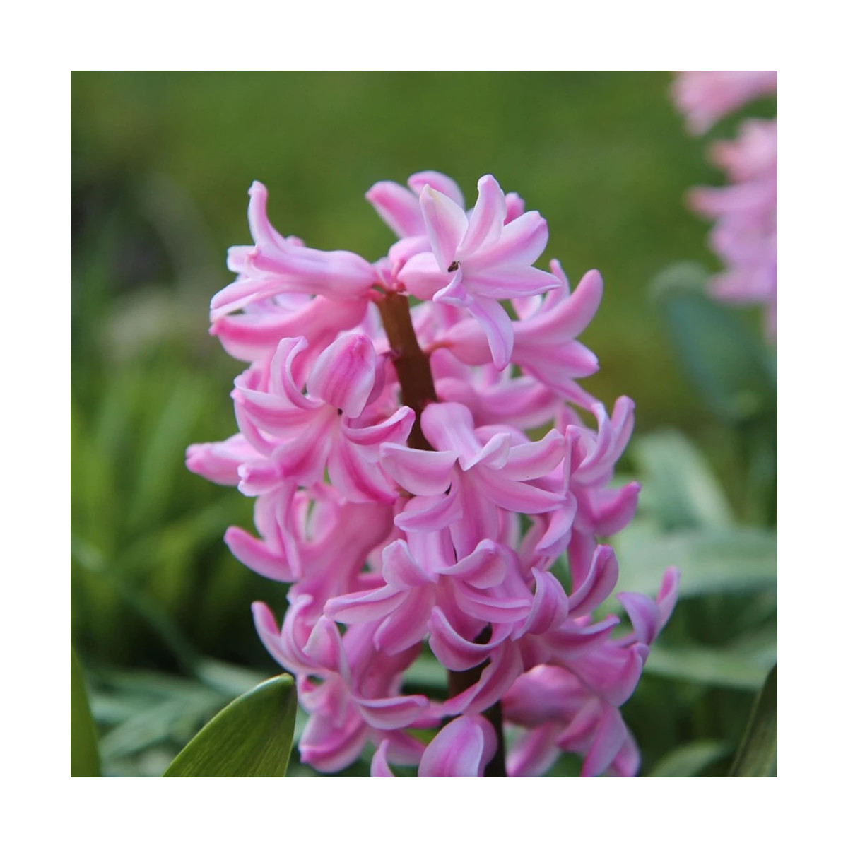 Bulbe de Jacinthe Pink Pearl Bulbe de Jacinthe Pink Pearl