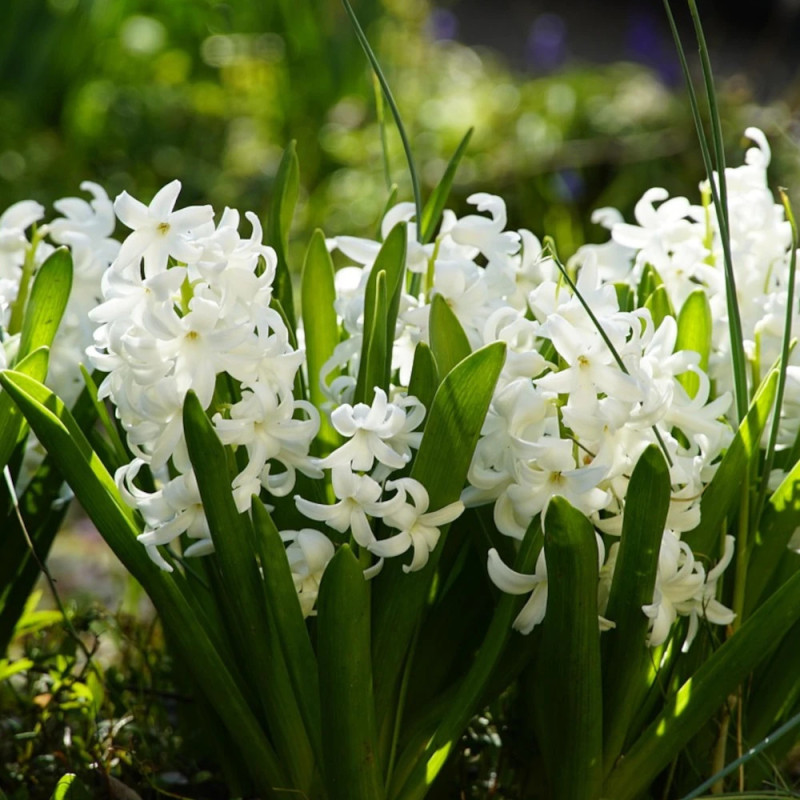 Bulbe de Jacinthe White Pearl