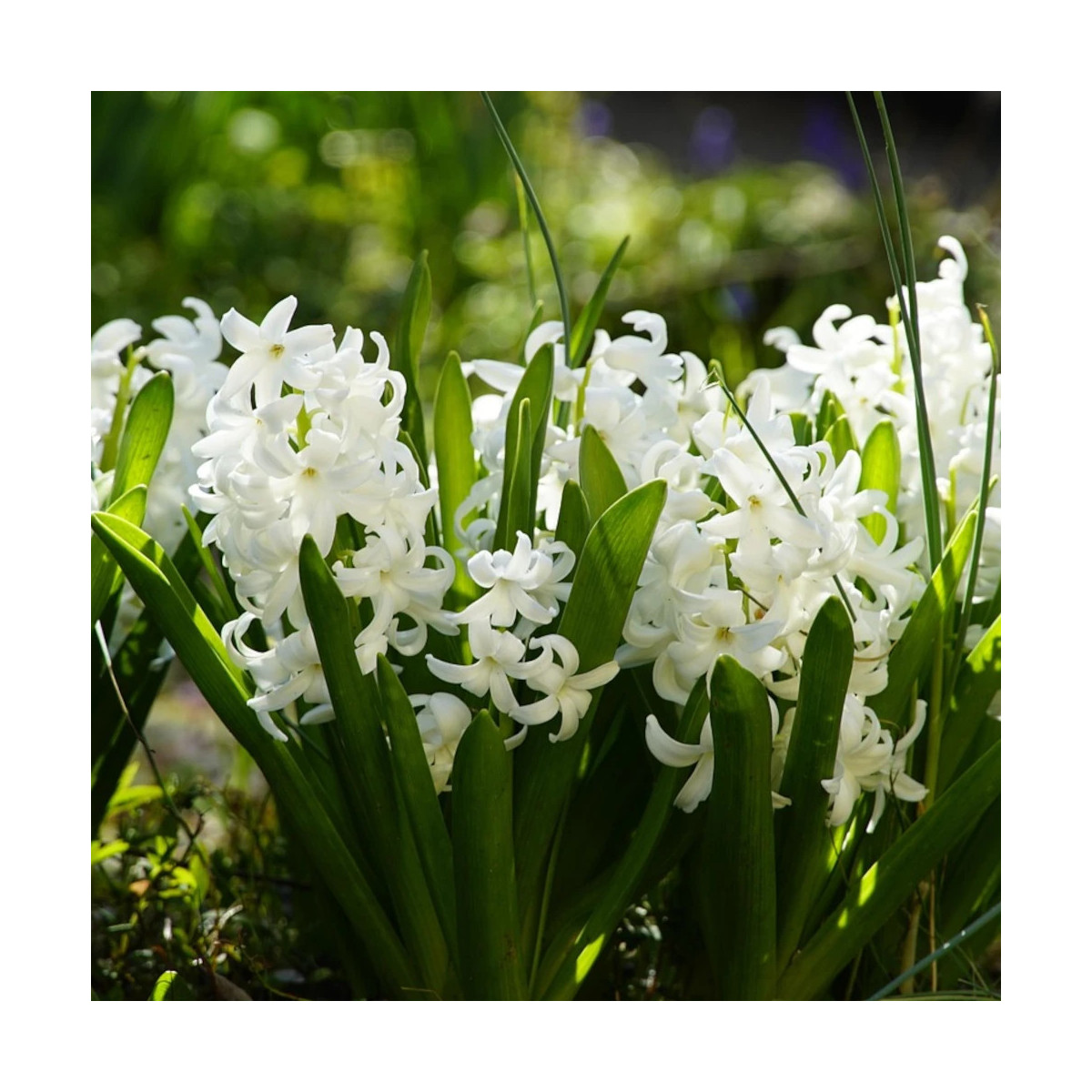 Bulbe de Jacinthe White Pearl Bulbe de Jacinthe White Pearl