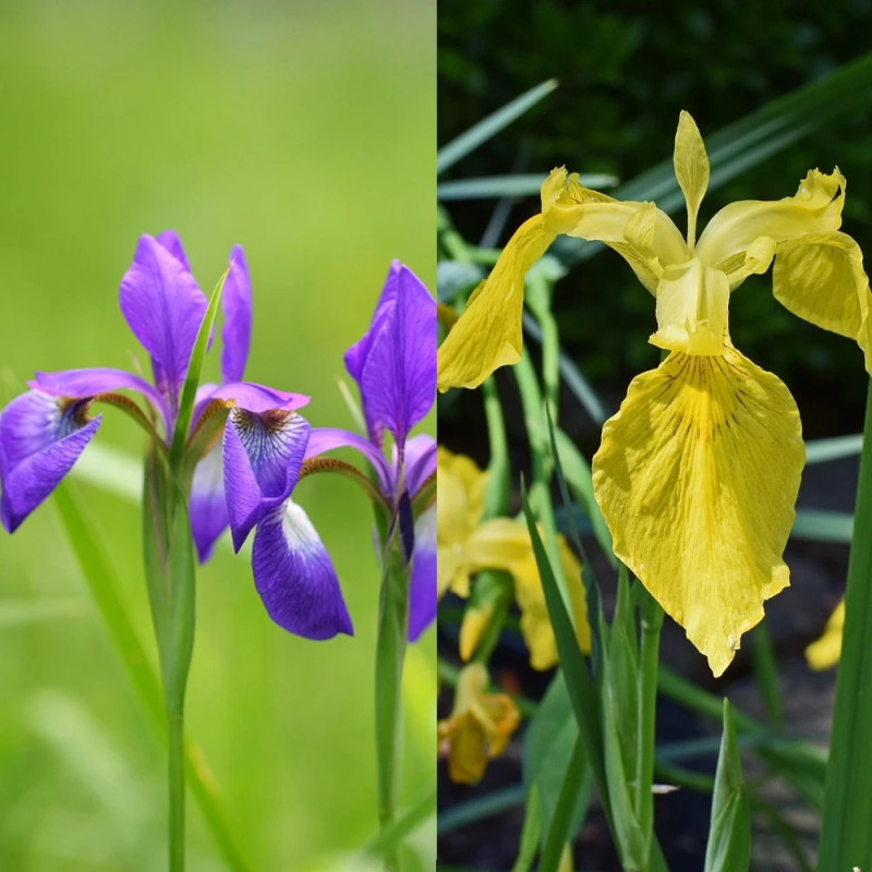 Bulbe d'Iris de Hollande Variés