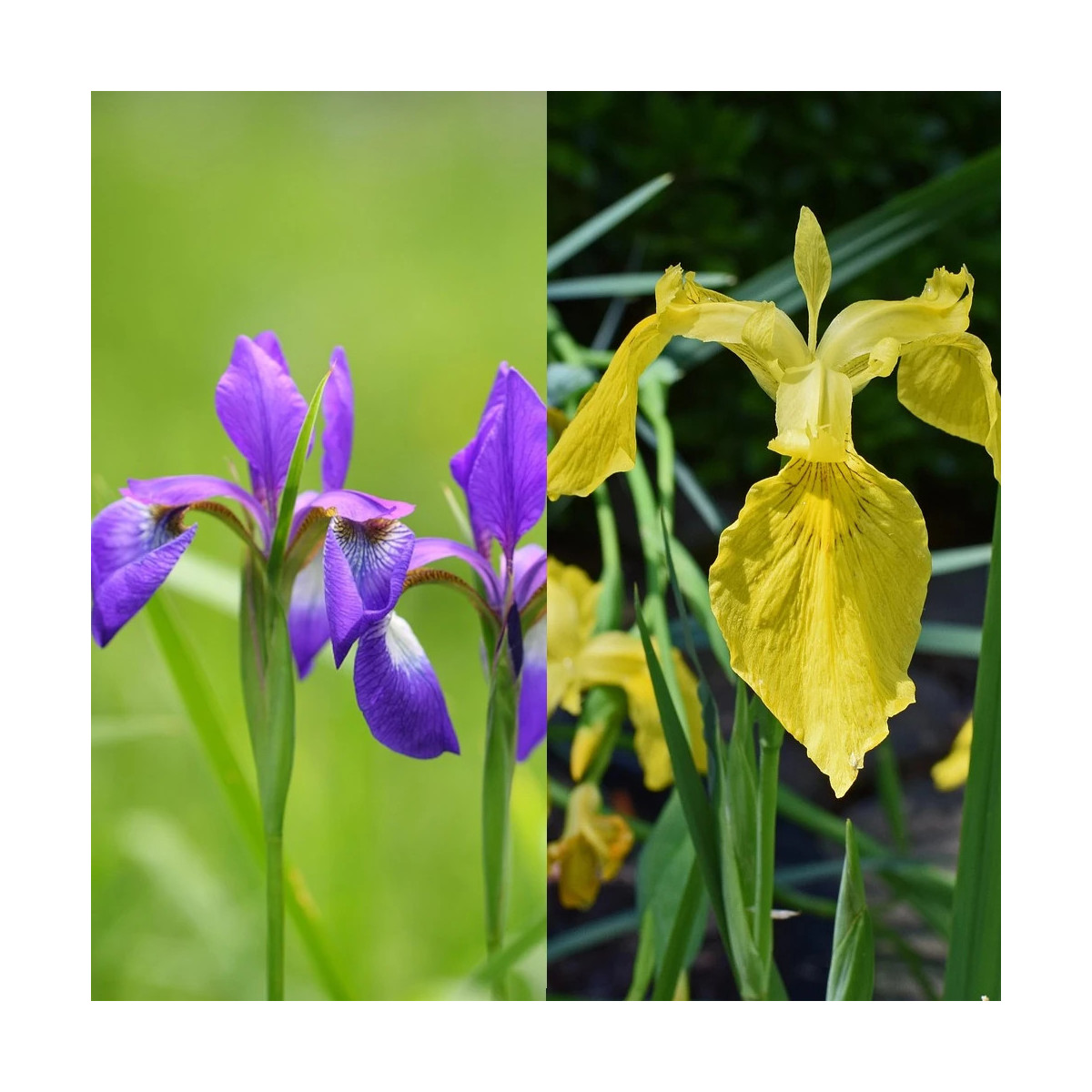 Bulbe d'Iris de Hollande Variés