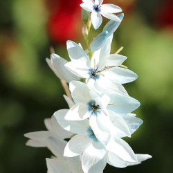 Bulbe d'Ixia dubia Blanc