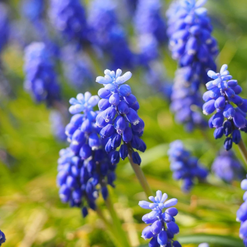 Bulbe de Muscari Touch of Snow