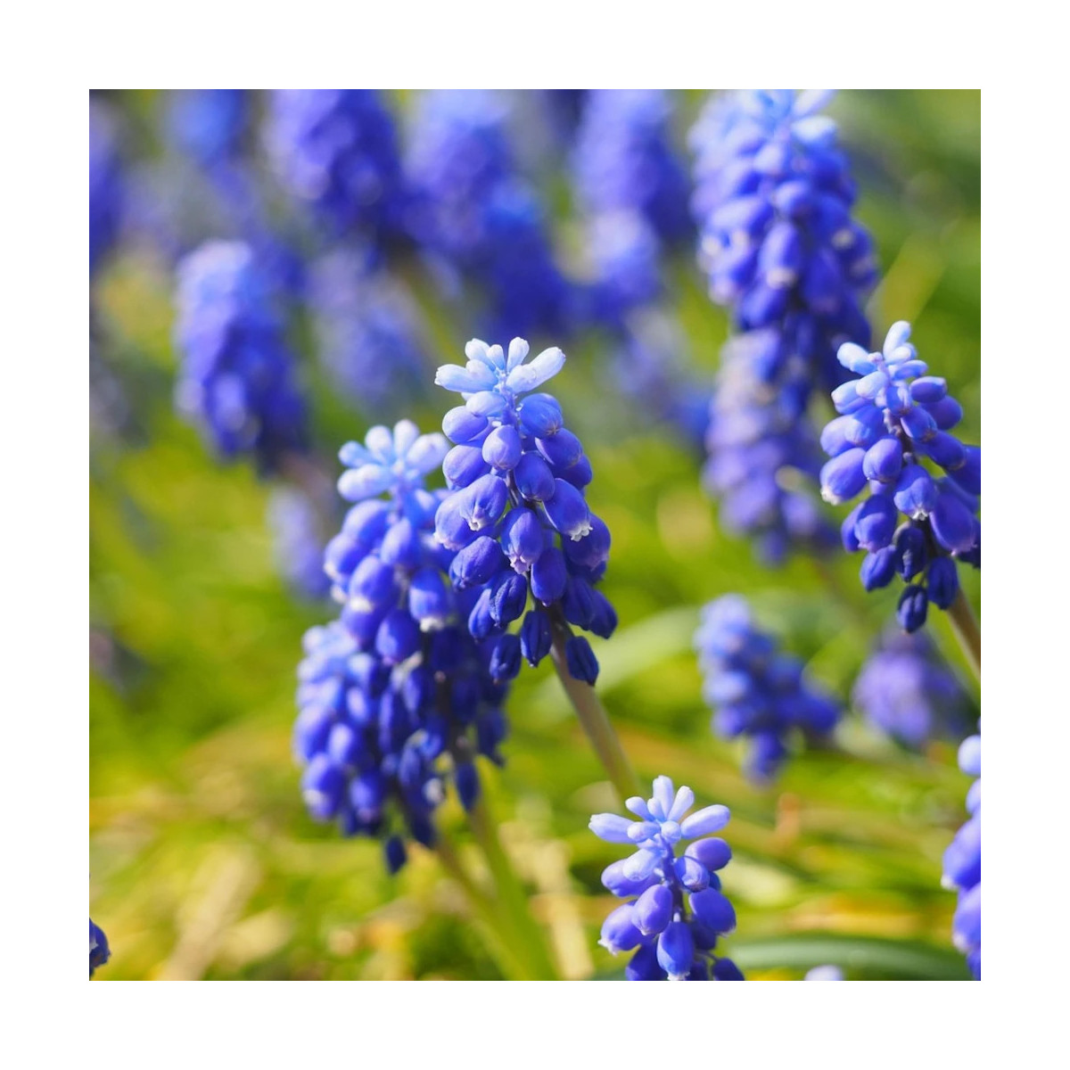 Bulbe de Muscari Touch of Snow